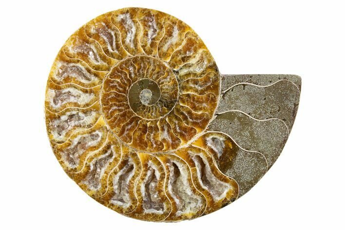 Cut & Polished Ammonite Fossil (Half) - Deep Crystal Pockets #346003